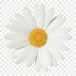 Elif A.
